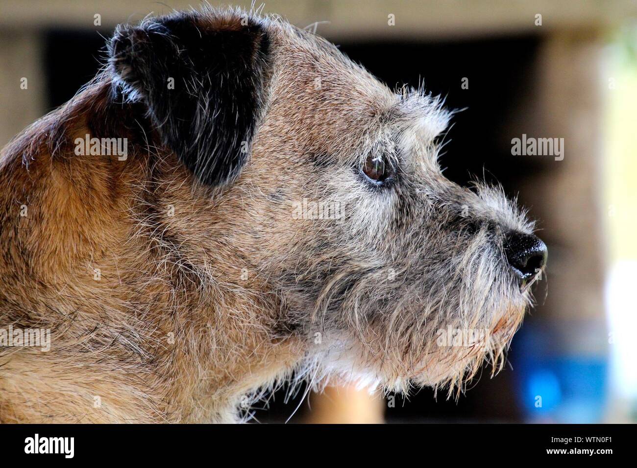 Profile Shot Of Dog Outdoors Stock Photo