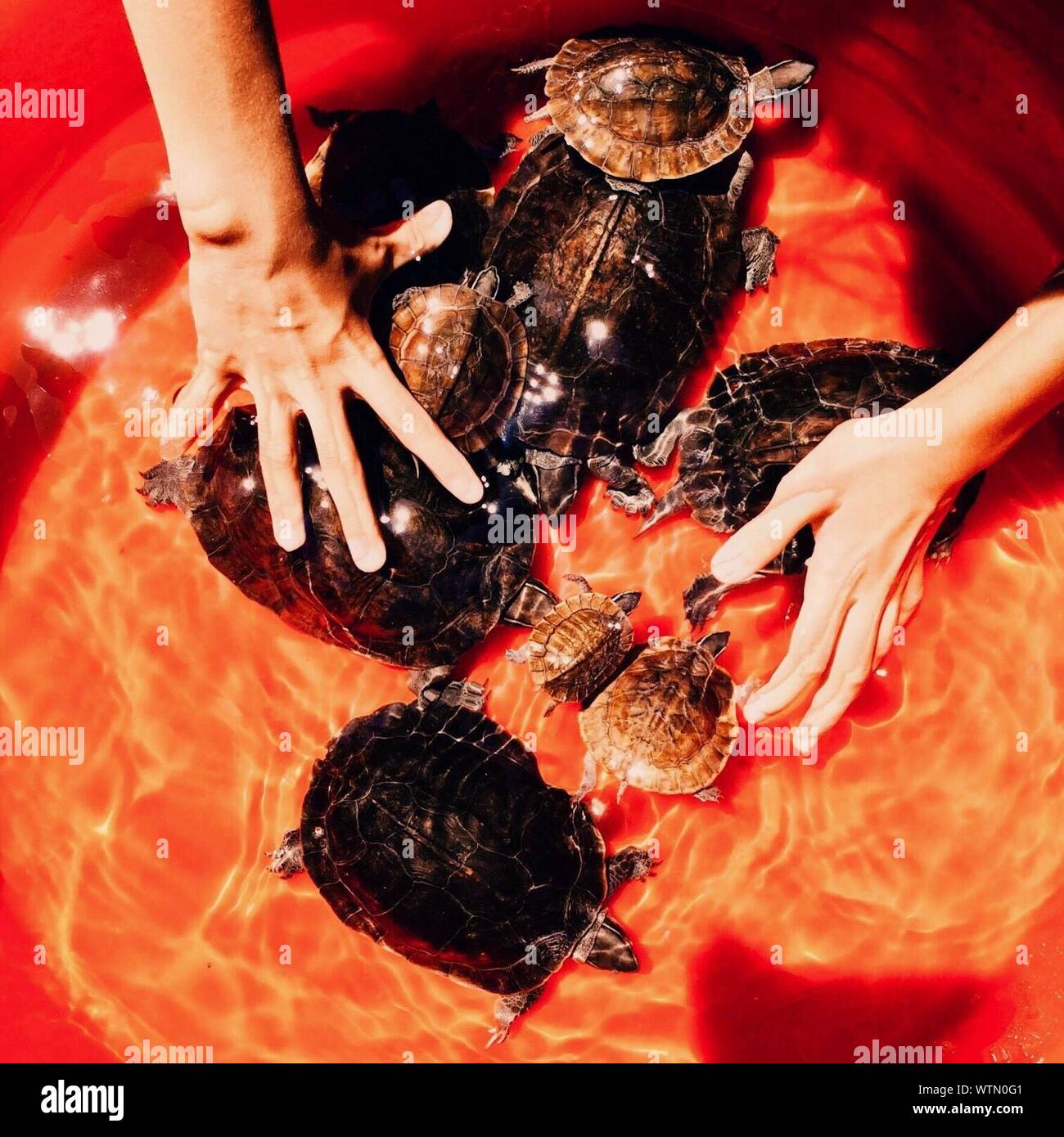 Turtle In Hands High Resolution Stock Photography and Images - Alamy