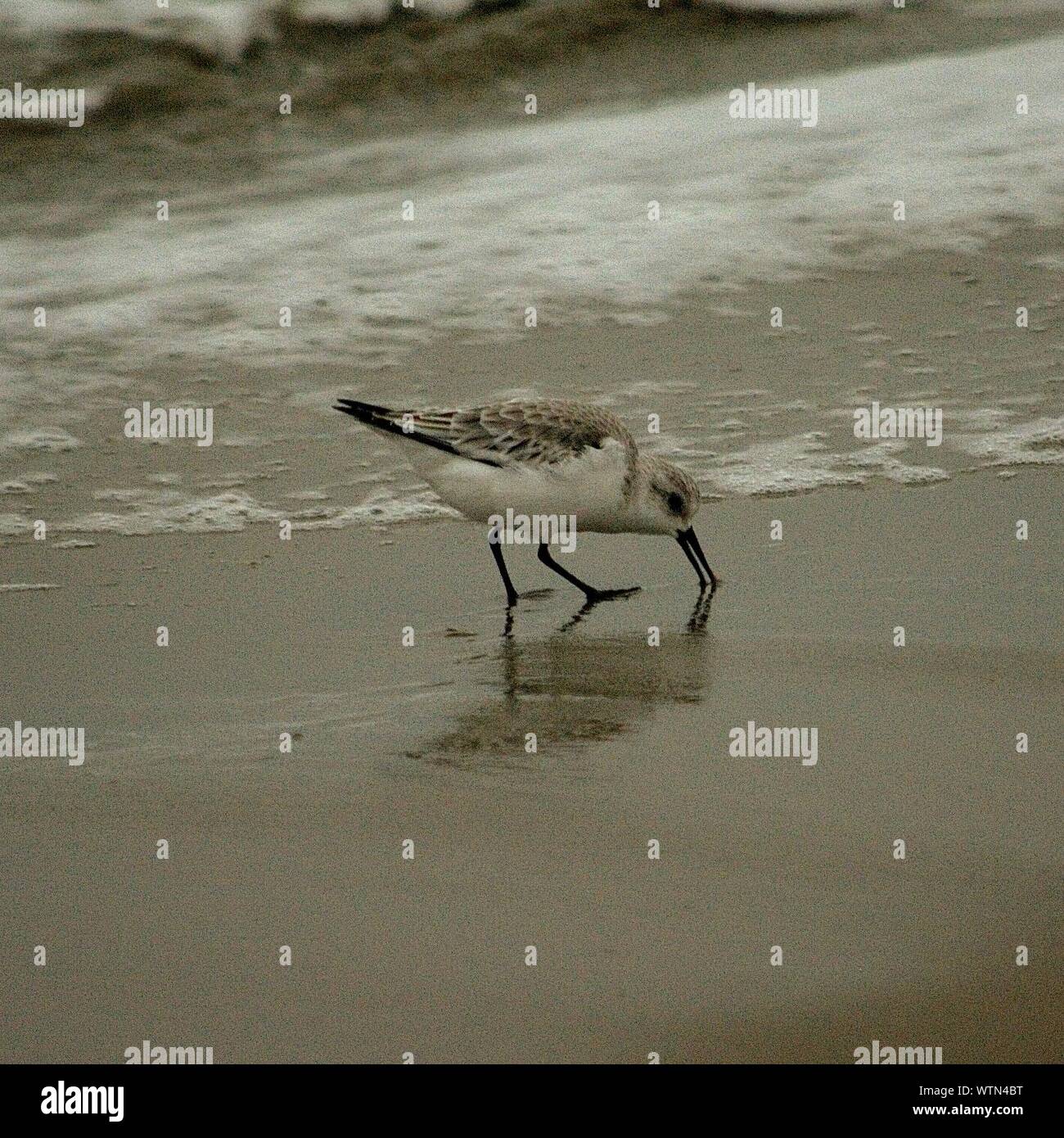 Sandpiper On Beach High Resolution Stock Photography And Images Alamy Sandpiper On Beach High Resolution Stock Photography And Images Alamy