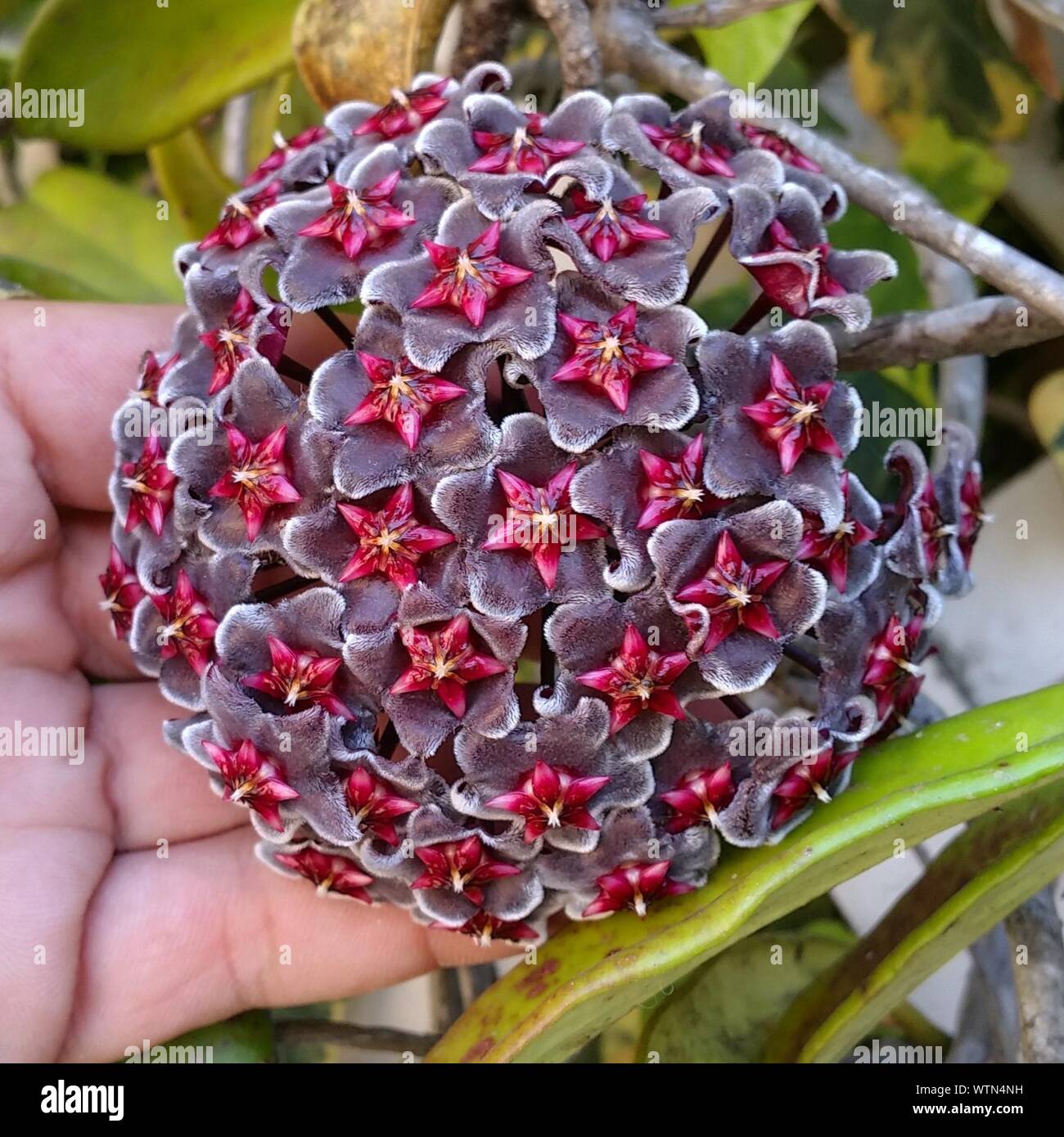 Hoya flowers hi-res stock photography and images - Alaмy