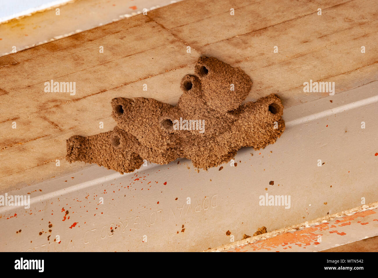 A cluster of mud built Fairy Martins nests under a bridge in Queensland, Australian Stock Photo
