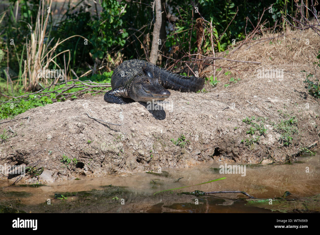 An American alligator suns on the banks of a lake in East Texas. Stock Photo