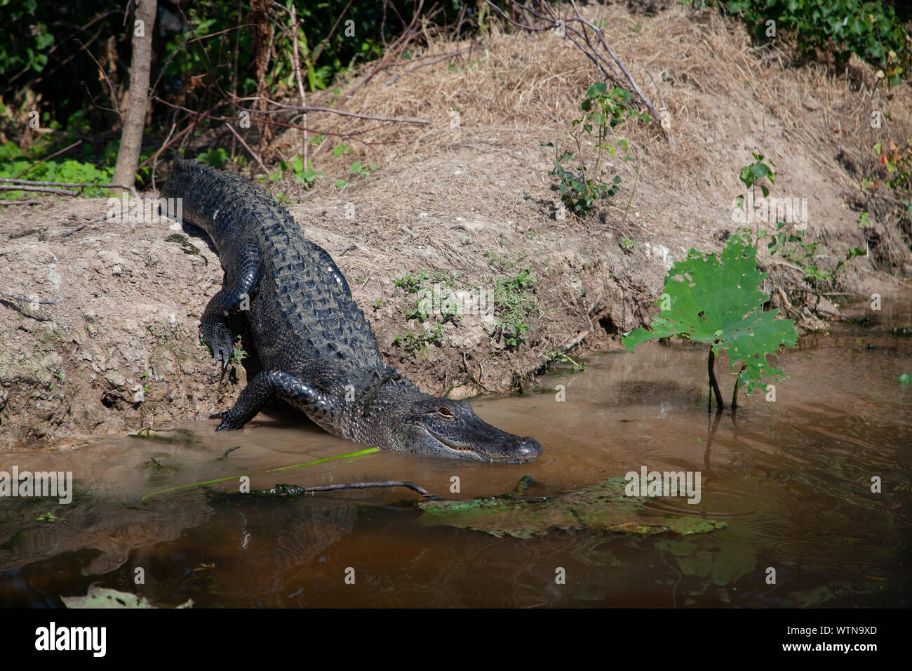 An American alligator suns on the banks of a lake in East Texas Stock