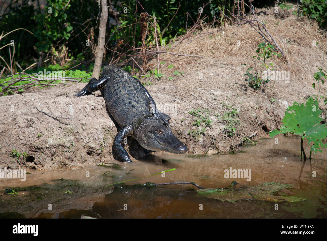 An American alligator on the bank of a lake in East Texas. Stock Photo
