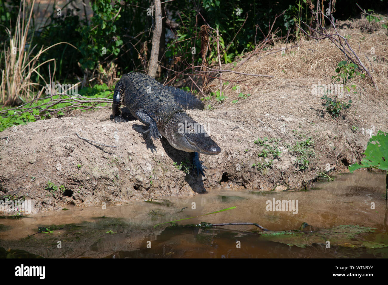 An American alligator on the banks of a lake in East Texas. Stock Photo