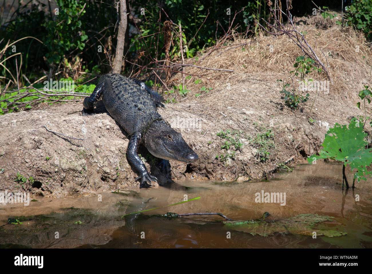 An American alligator suns on the banks of a lake in East Texas Stock