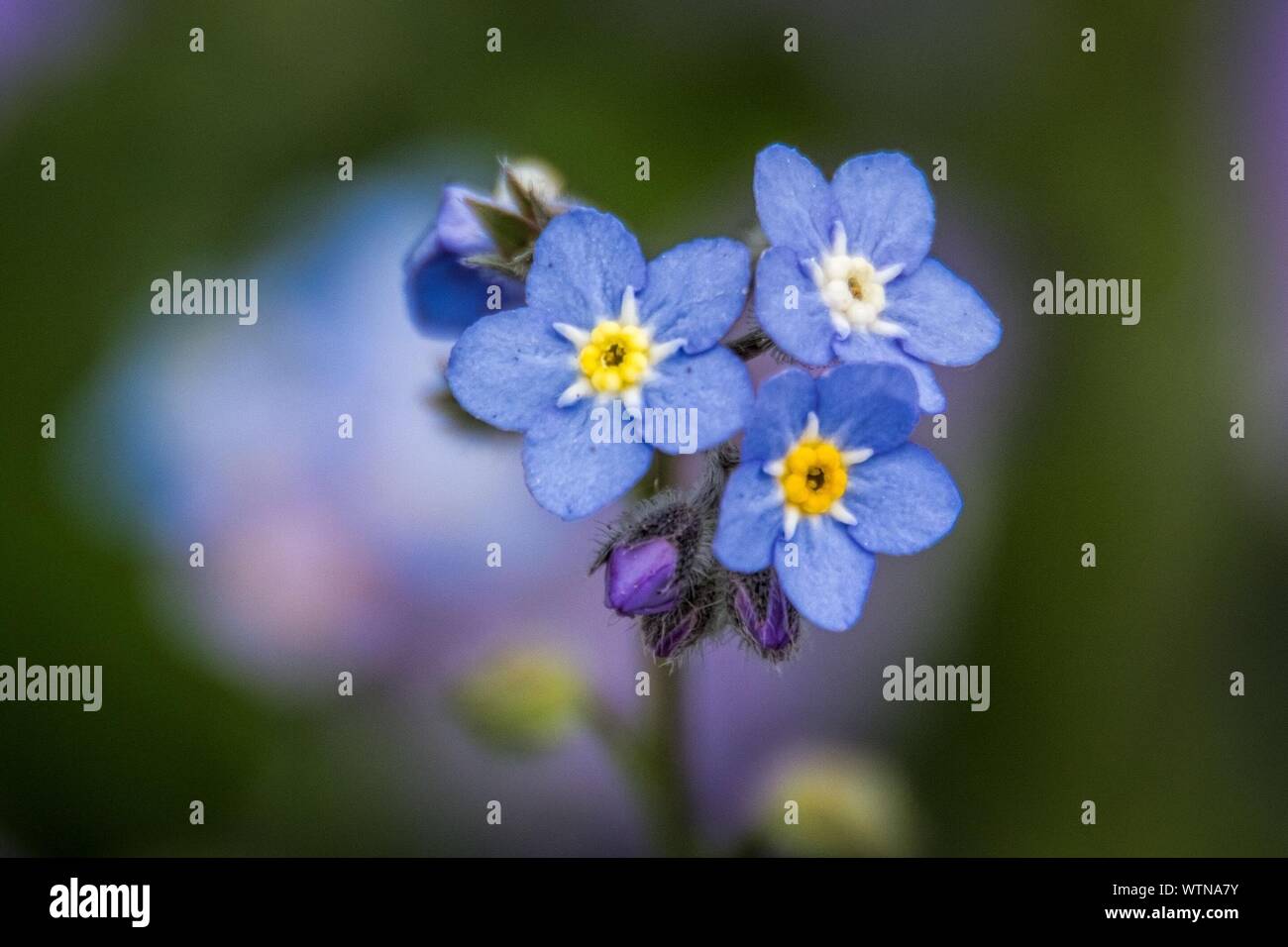 Close Up Of Forget Me Nots High Resolution Stock Photography And Images Alamy Close Up Of Forget Me Nots High Resolution Stock Photography And Images Alamy