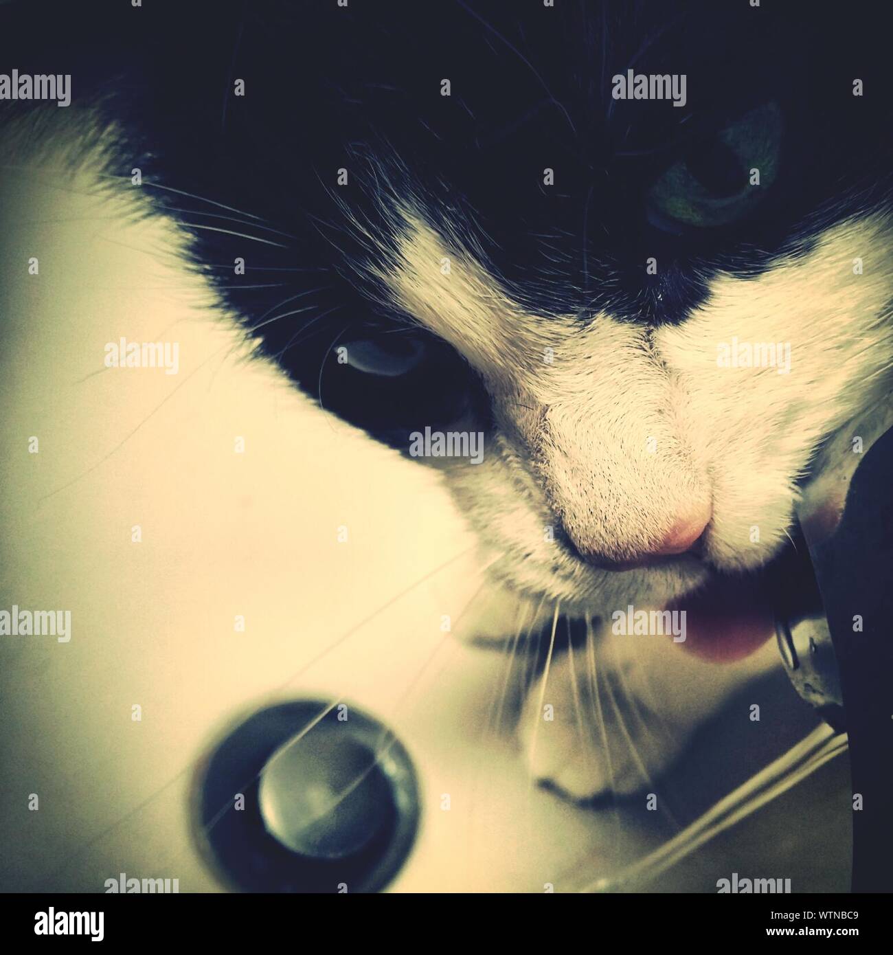 Drinking from faucet hires stock photography and images Alamy