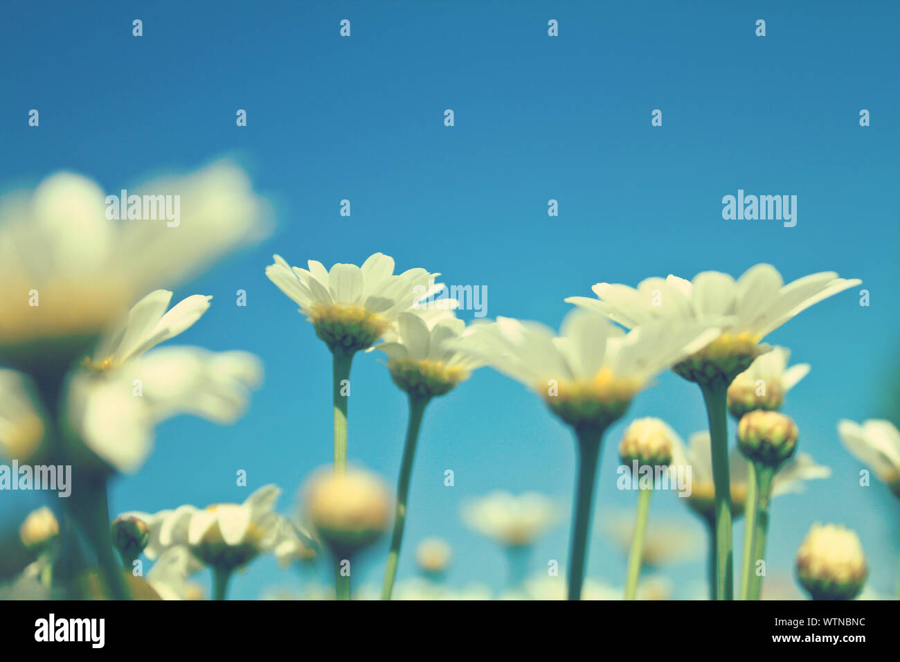 beautiful white daisies on a meadow Stock Photo