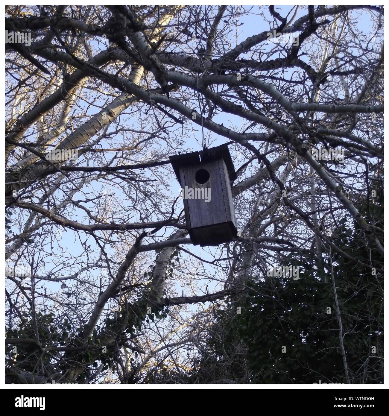Birdhouse hanging from tree Cut Out Stock Images & Pictures Alamy