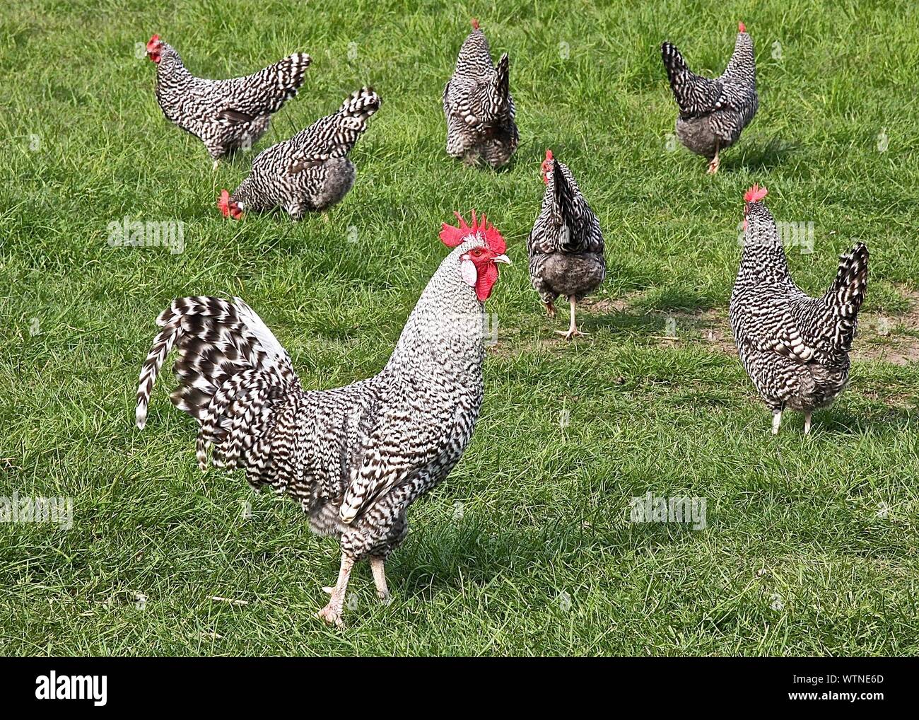 Barred Plymouth Rock Chicken High Resolution Stock Photography And Images Alamy