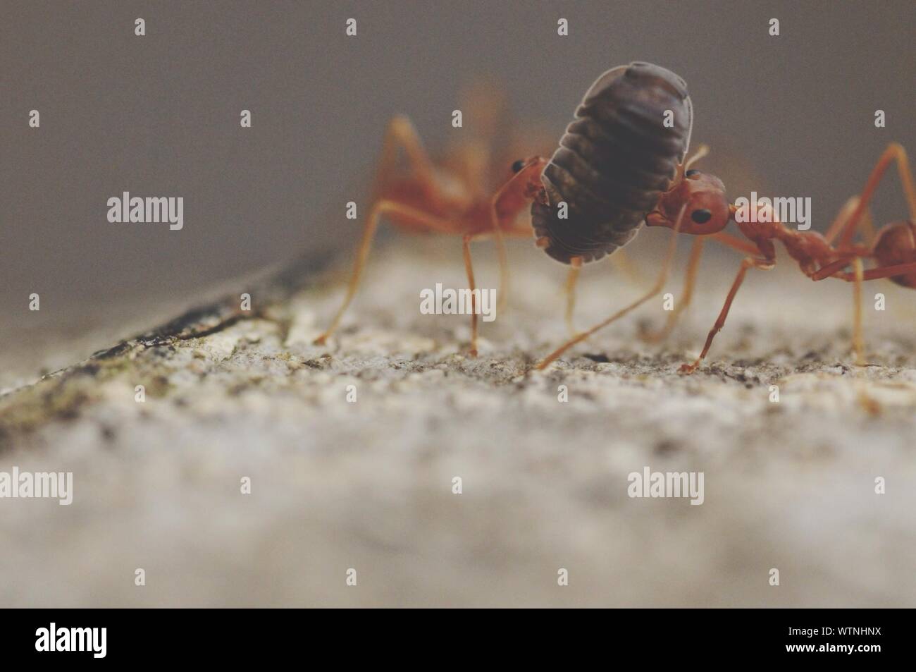 Macro Photo Of Ants Carrying Egg Stock Photo Alamy