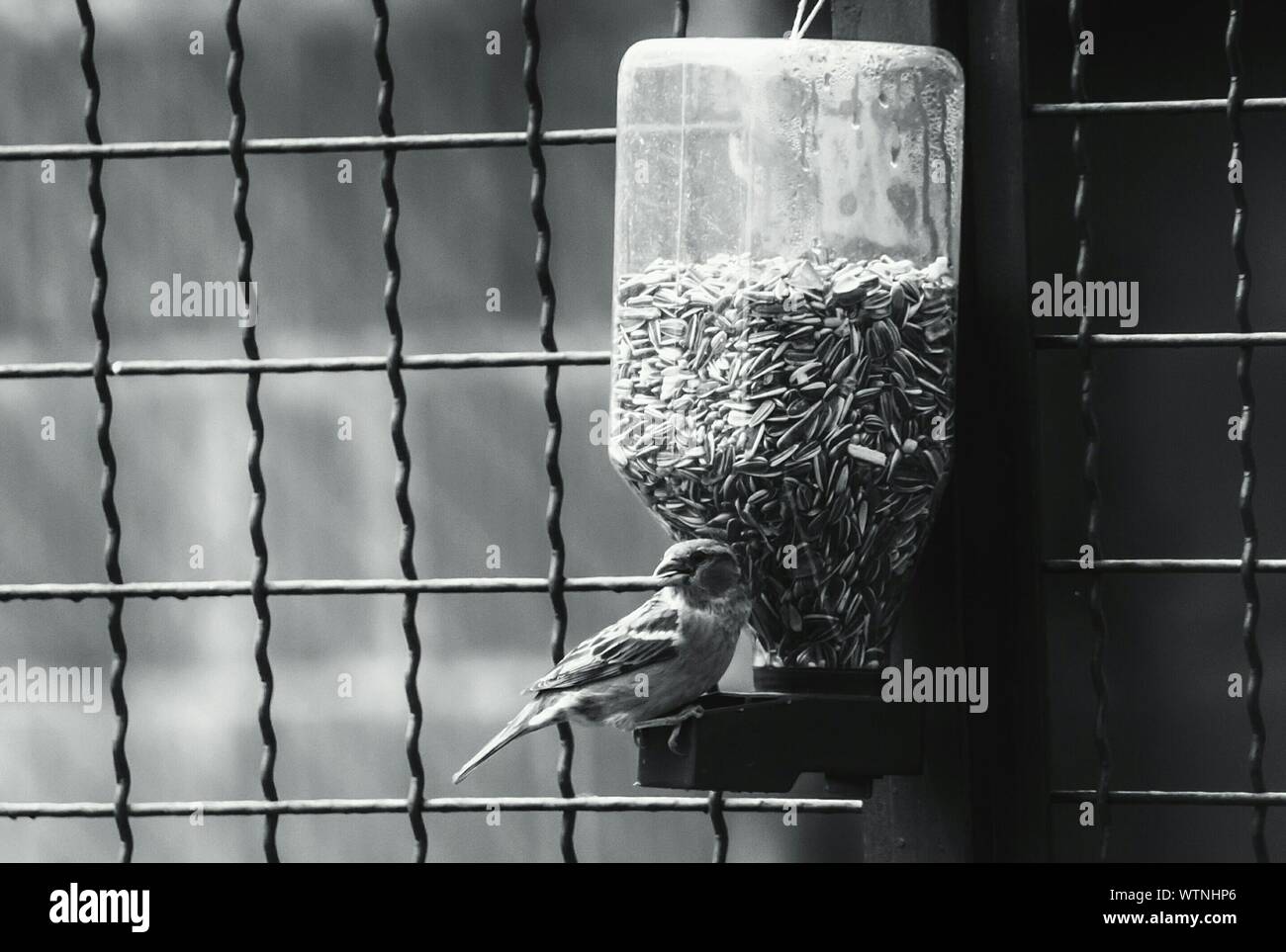 Sparrow Perching On Bird Feeder Against Fence Stock Photo