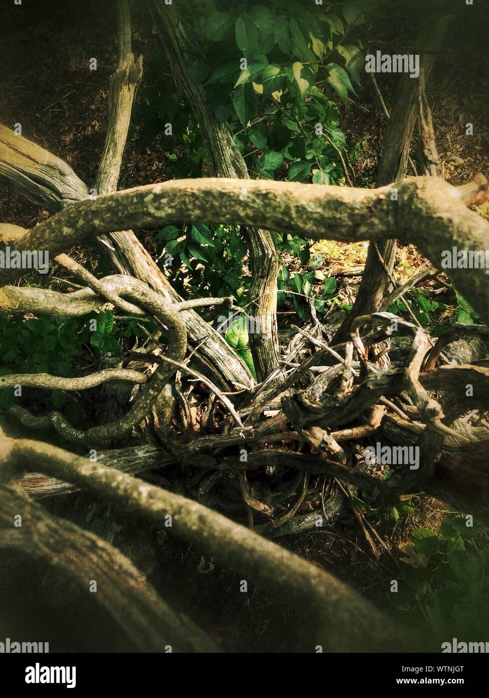 Tangled Roots High Resolution Stock Photography and Images Alamy