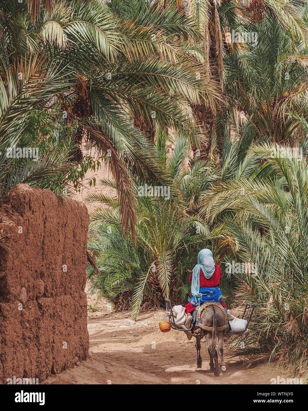 Rear Of Donkey High Resolution Stock Photography and Images - Alamy