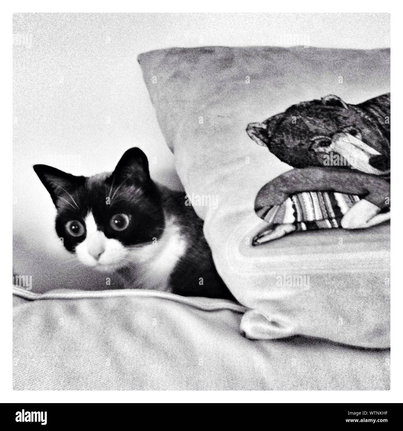 Hiding behind the sofa hires stock photography and images Alamy