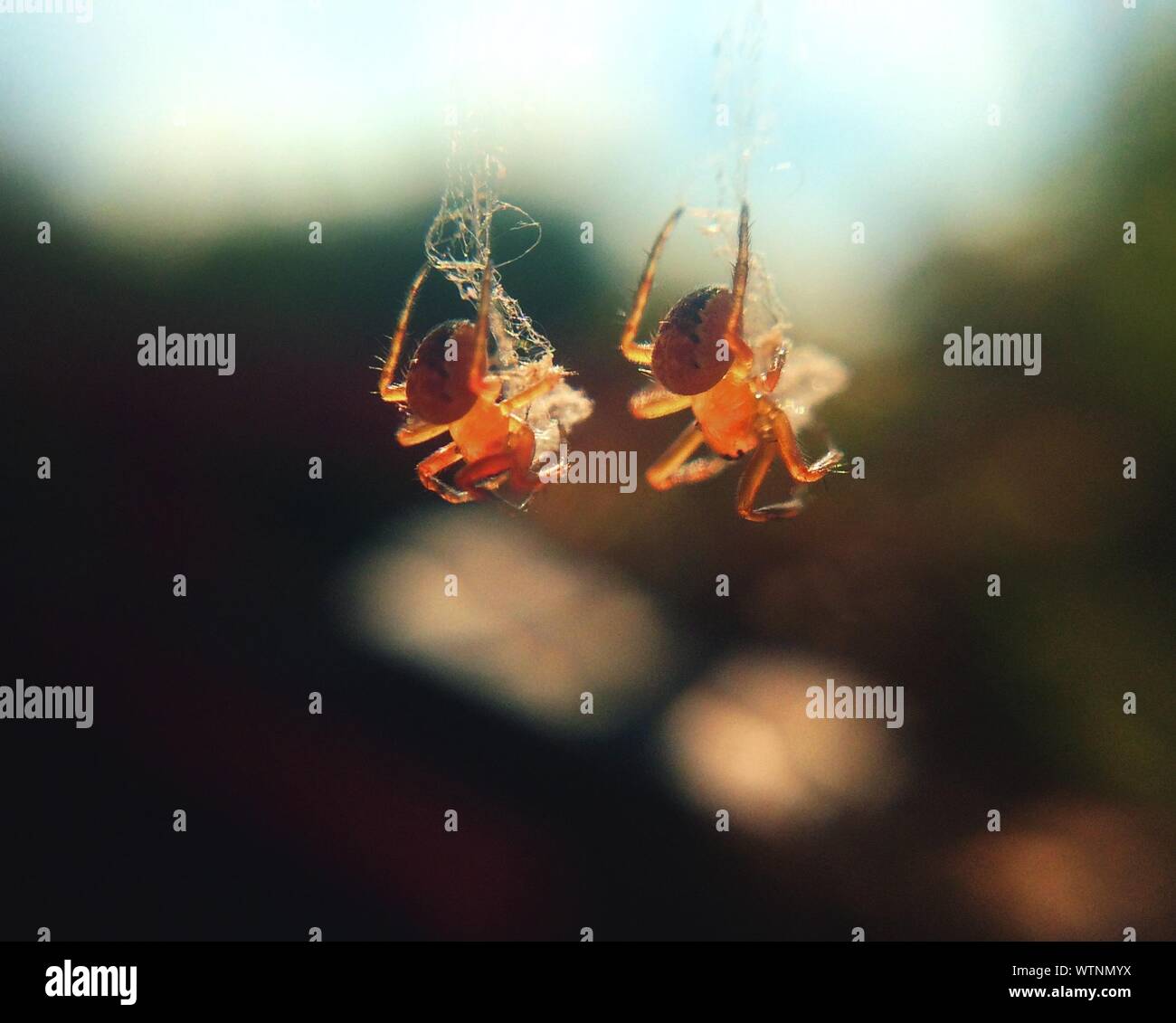 Spider Upside Down High Resolution Stock Photography and Images Alamy