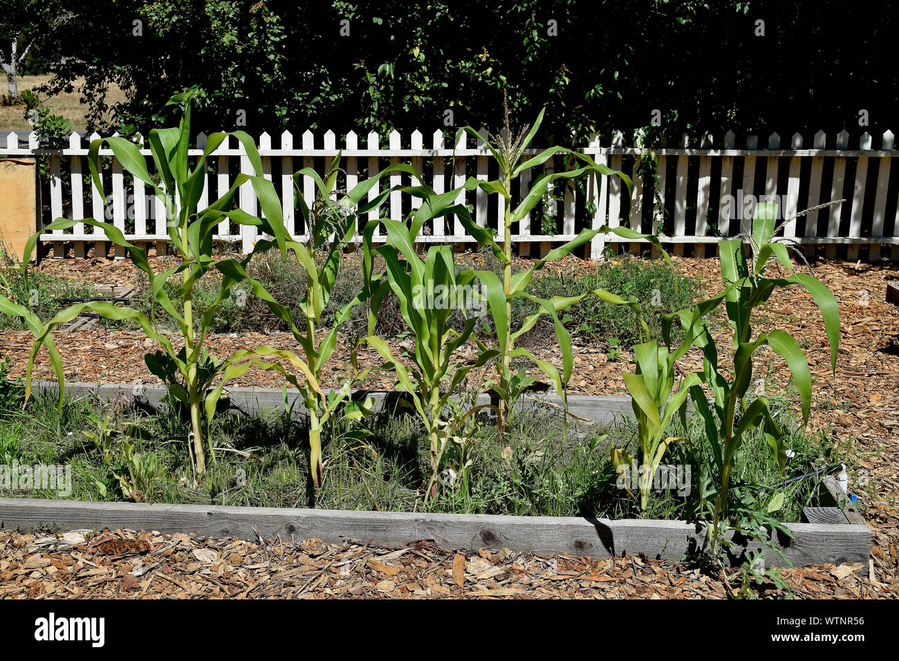 corn growing at  Ardenwood Historic Farm, Fremont, California Stock Photo