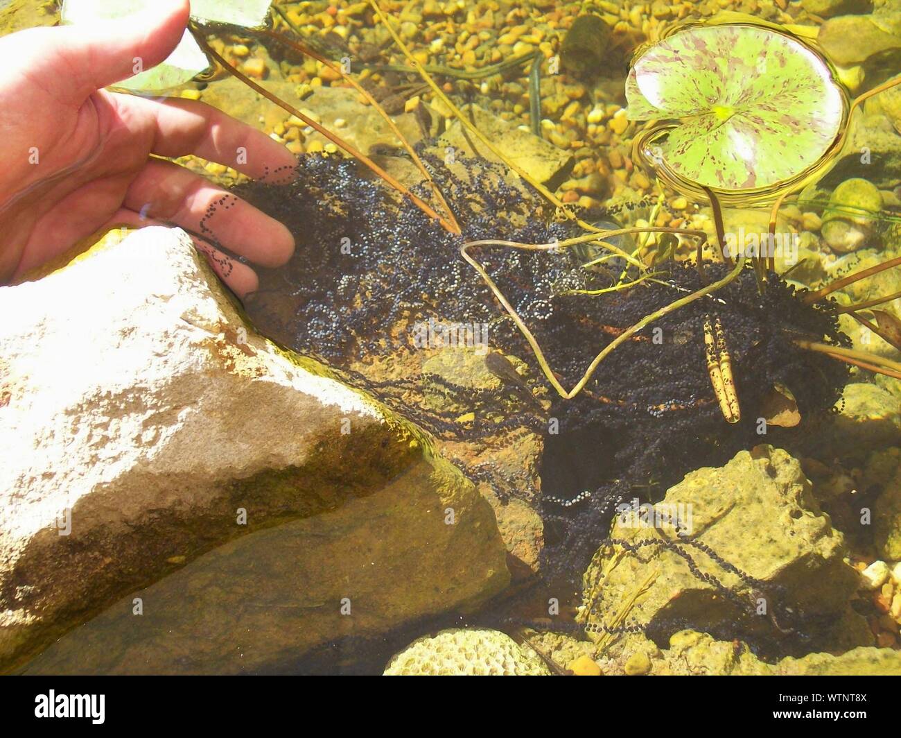 Hand testing hires stock photography and images Alamy