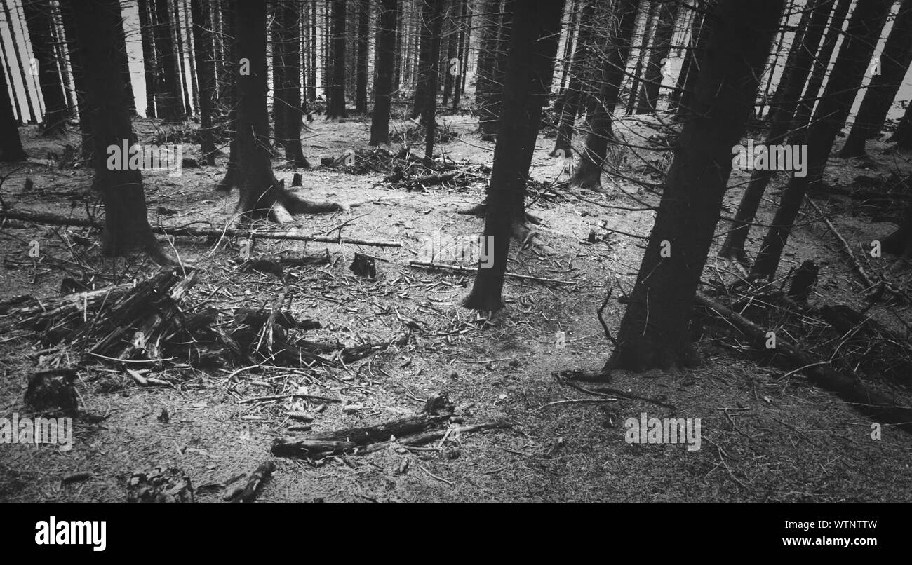 Tree Trunks In Forest Stock Photo Alamy