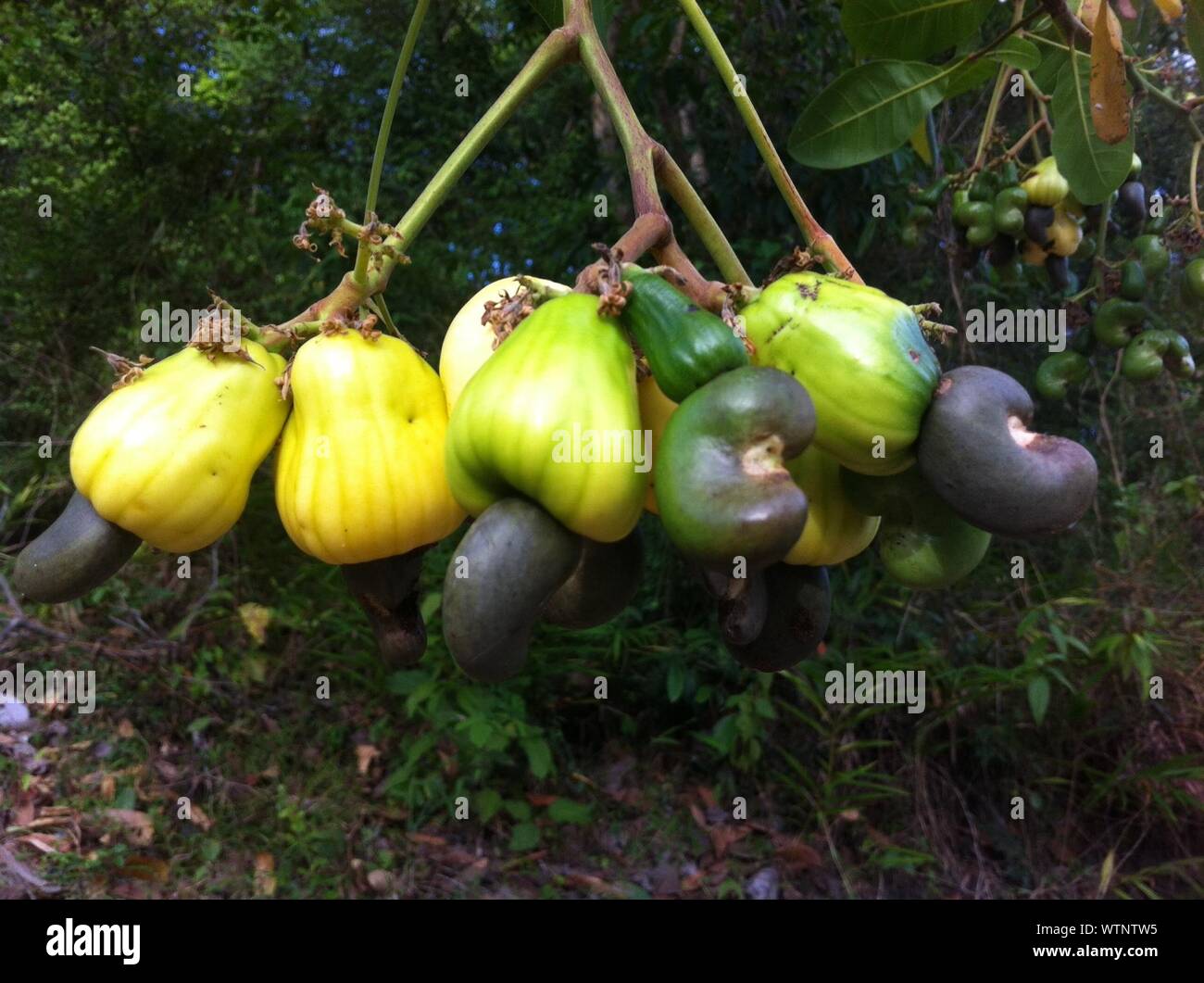cashew nut tree images cashew nut tree images