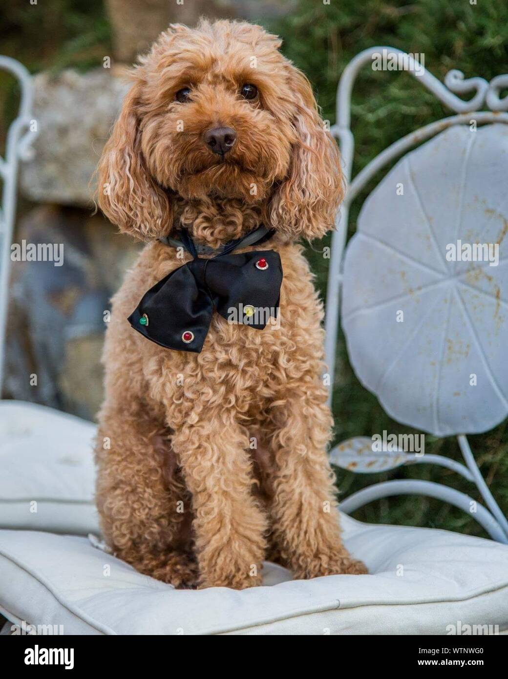 poodle bow tie