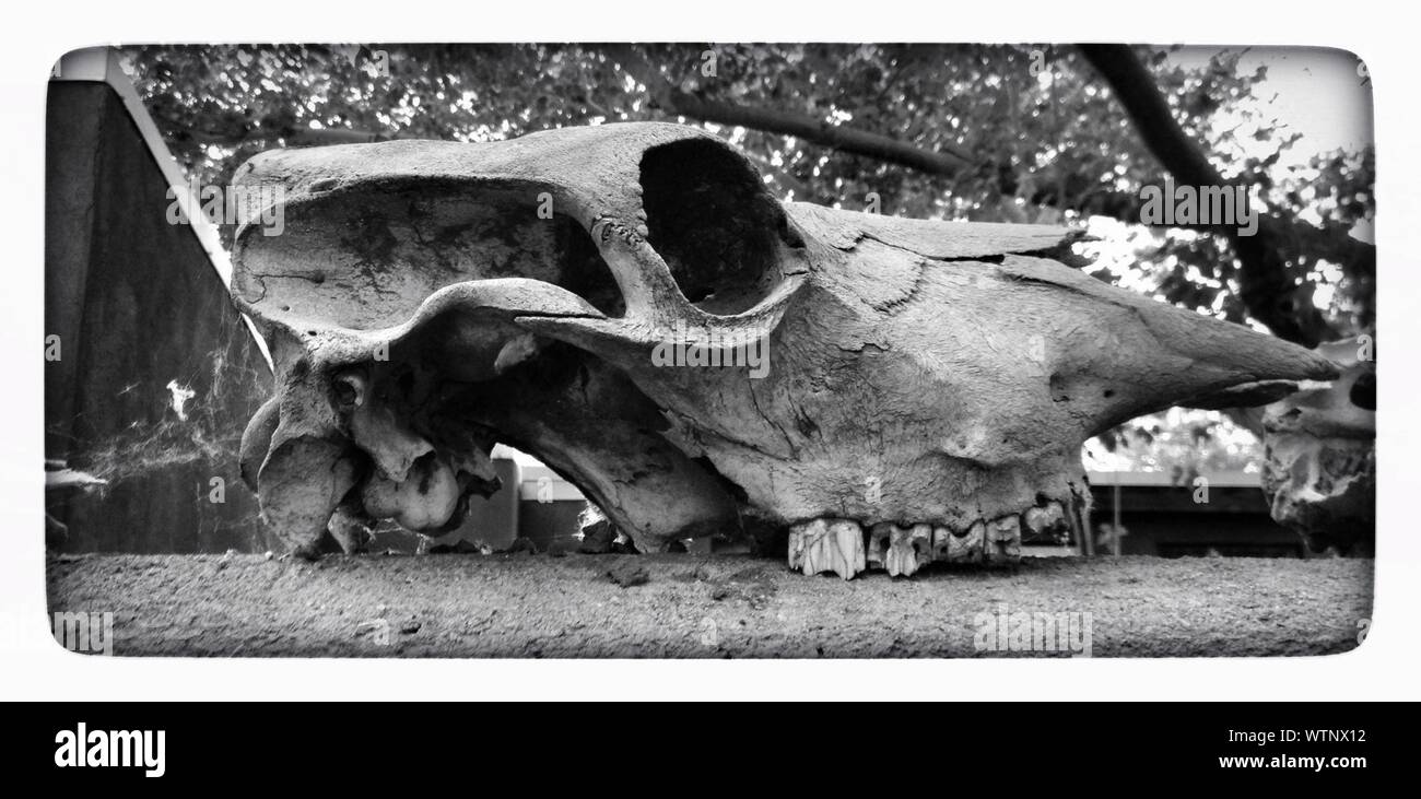 Prehistoric Skull In Park Stock Photo