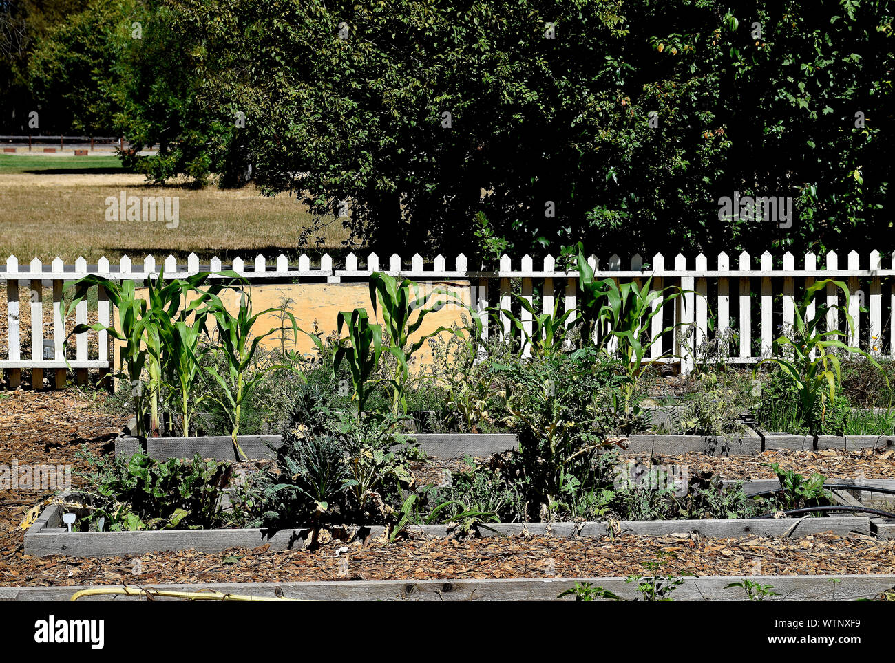 garden at Ardenwood Historic Farm, Fremont, California Stock Photo