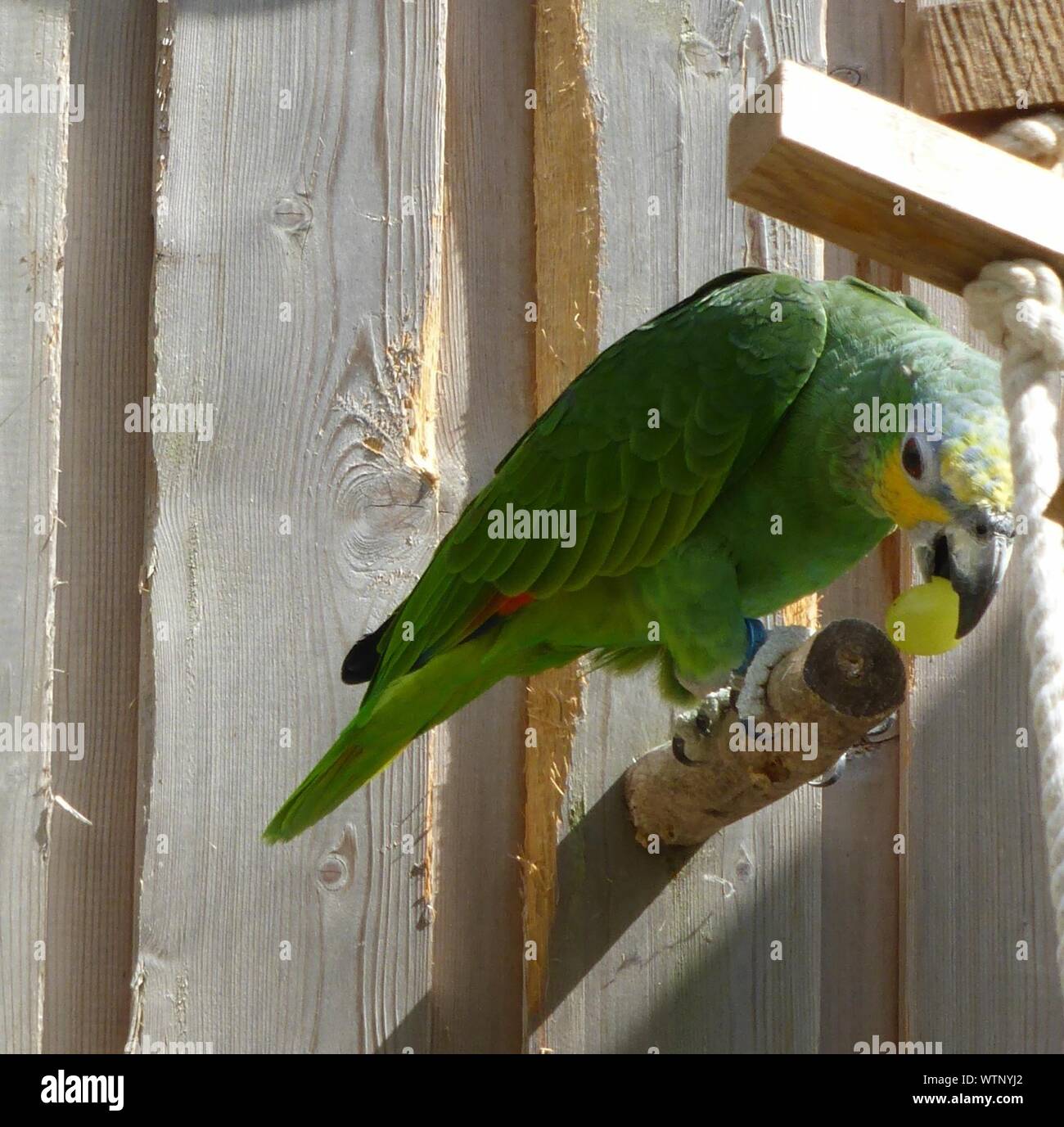 Page 3 Fruit Parrot High Resolution Stock Photography And Images Alamy