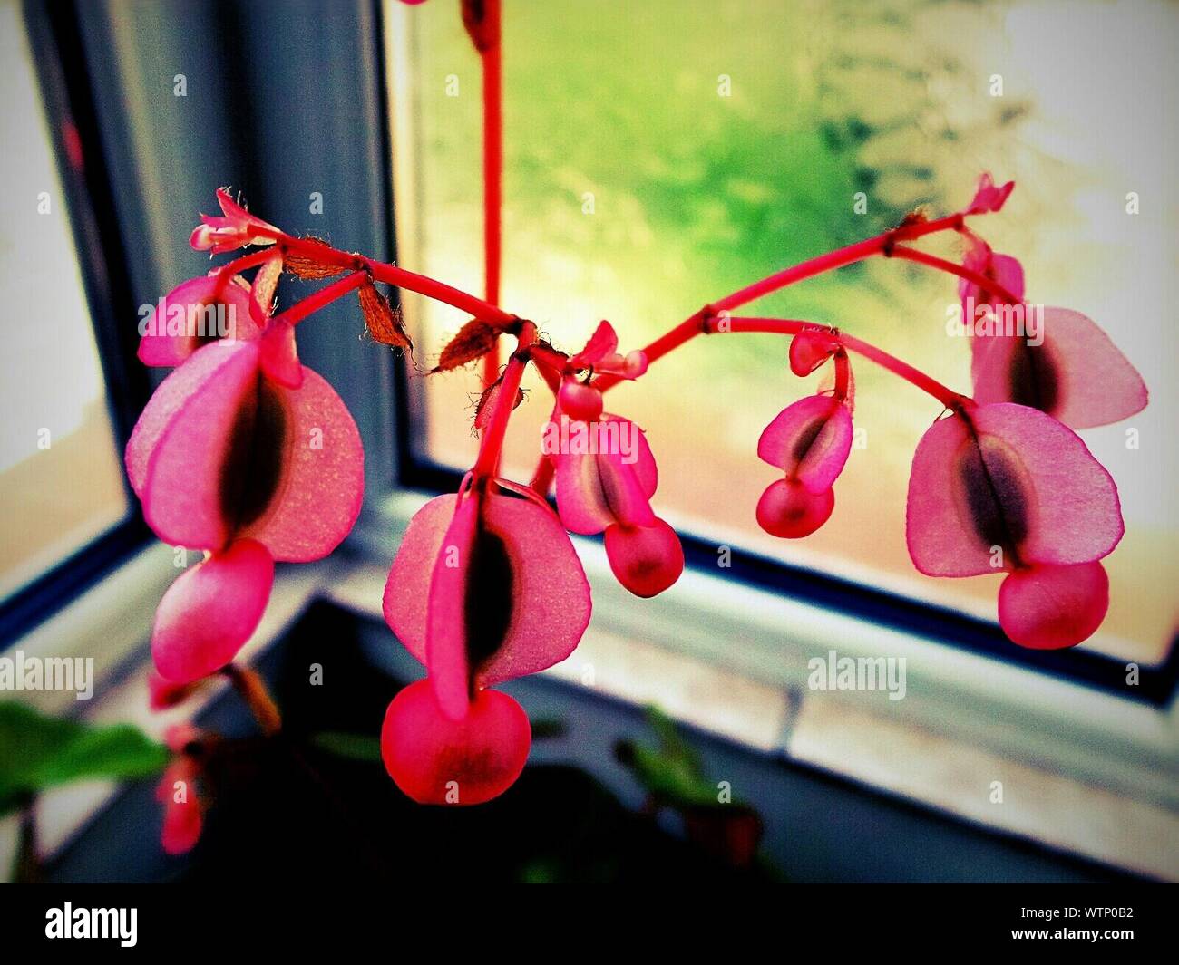Pink Bleeding Hearts In Home Stock Photo Alamy