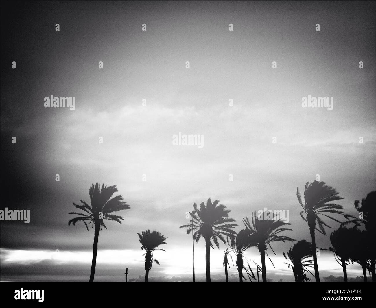 Silhouettes Of Palm Trees During Windy Weather Stock Photo