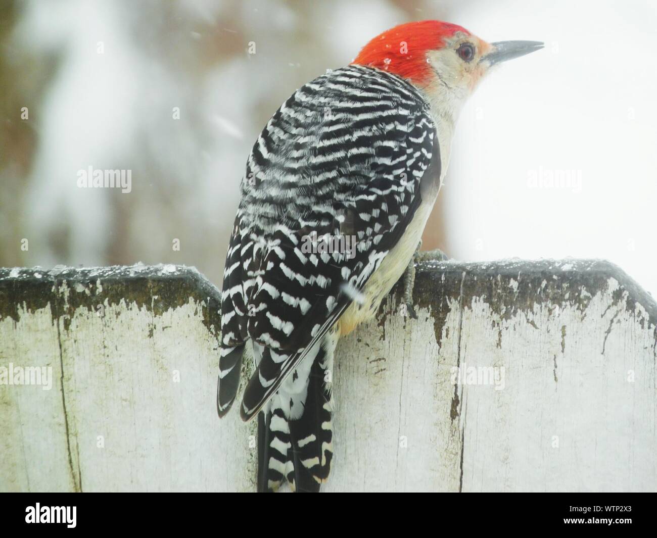 Wooden Woodpecker Stock Photos Wooden Woodpecker Stock Images
