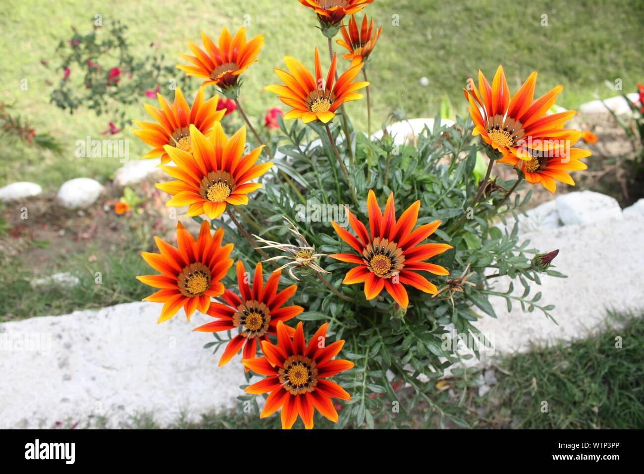 Orange Gazania Flowers In Garden Stock Photo Alamy