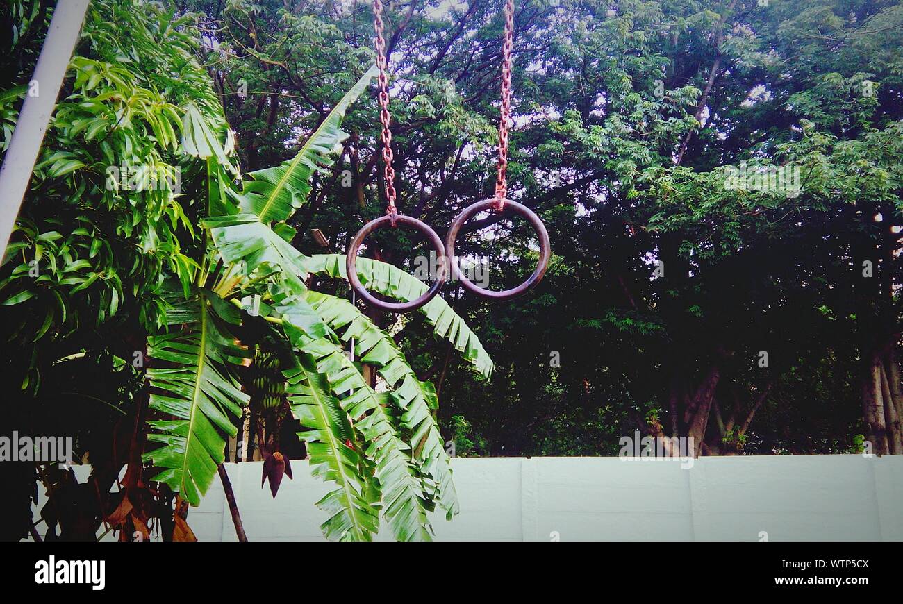 Gymnastic Rings Against Trees Stock Photo Alamy
