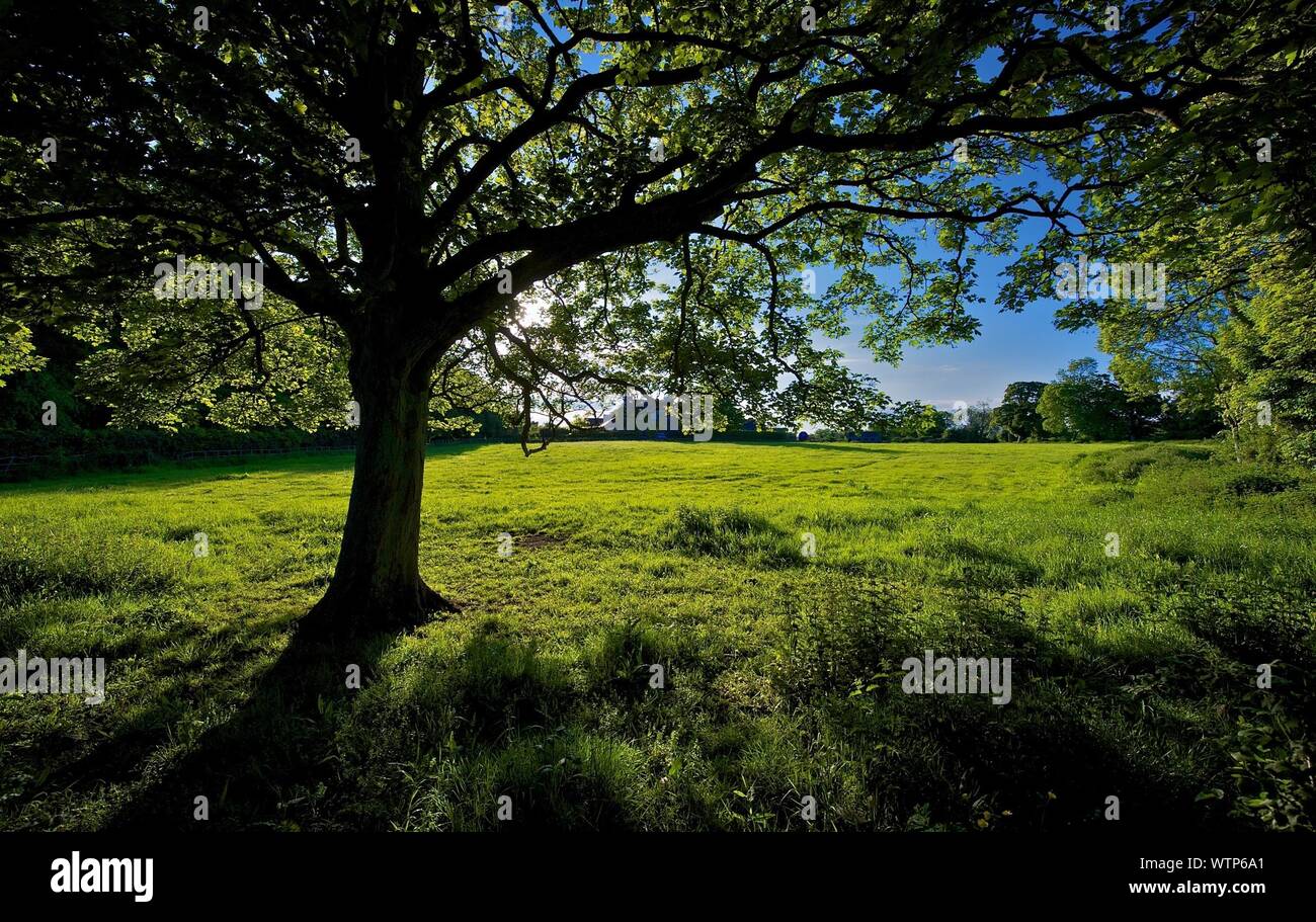 Lush green vegetation tree hi-res stock photography and images - Alamy