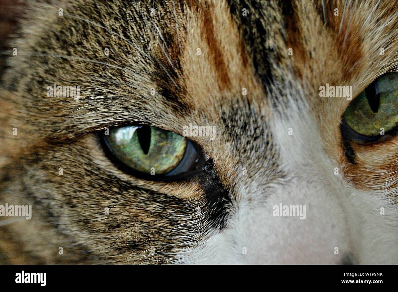 Extreme Close Up Of Animal Eyes Stock Photo