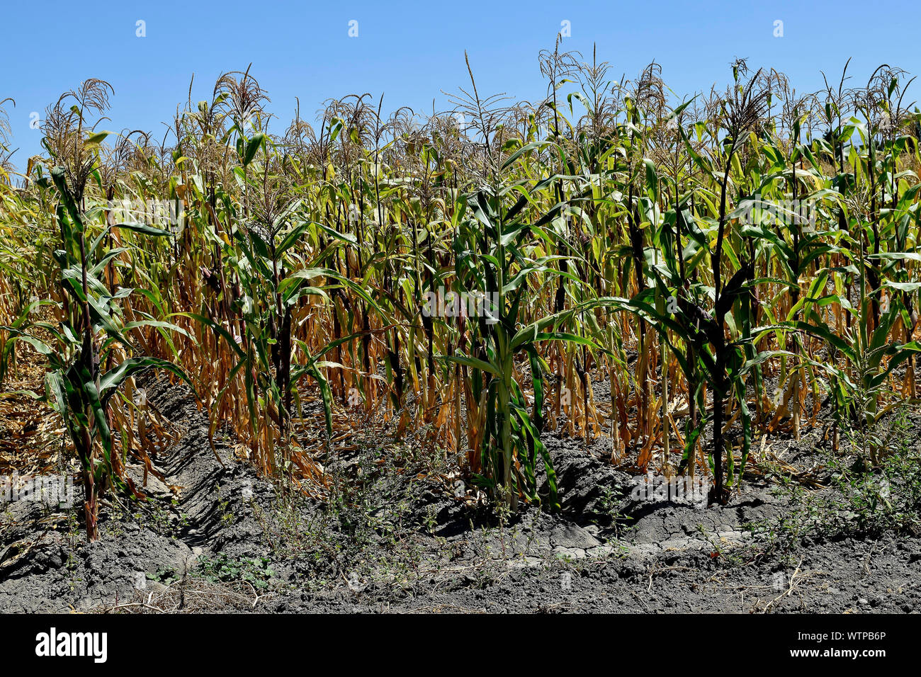 corn field at  Ardenwood Historic Farm, Fremont, California Stock Photo