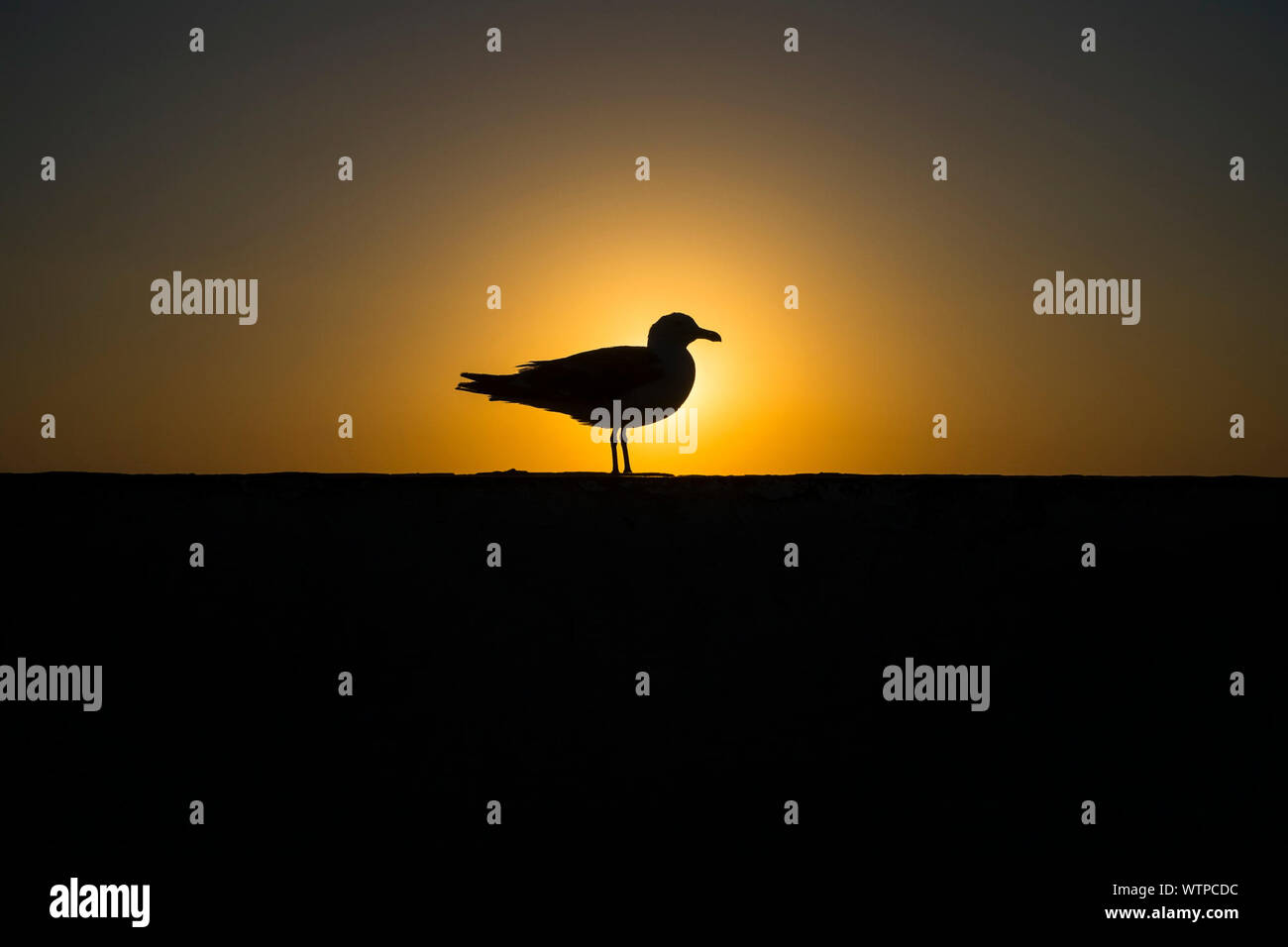 A lone bird hi-res stock photography and images - Alamy