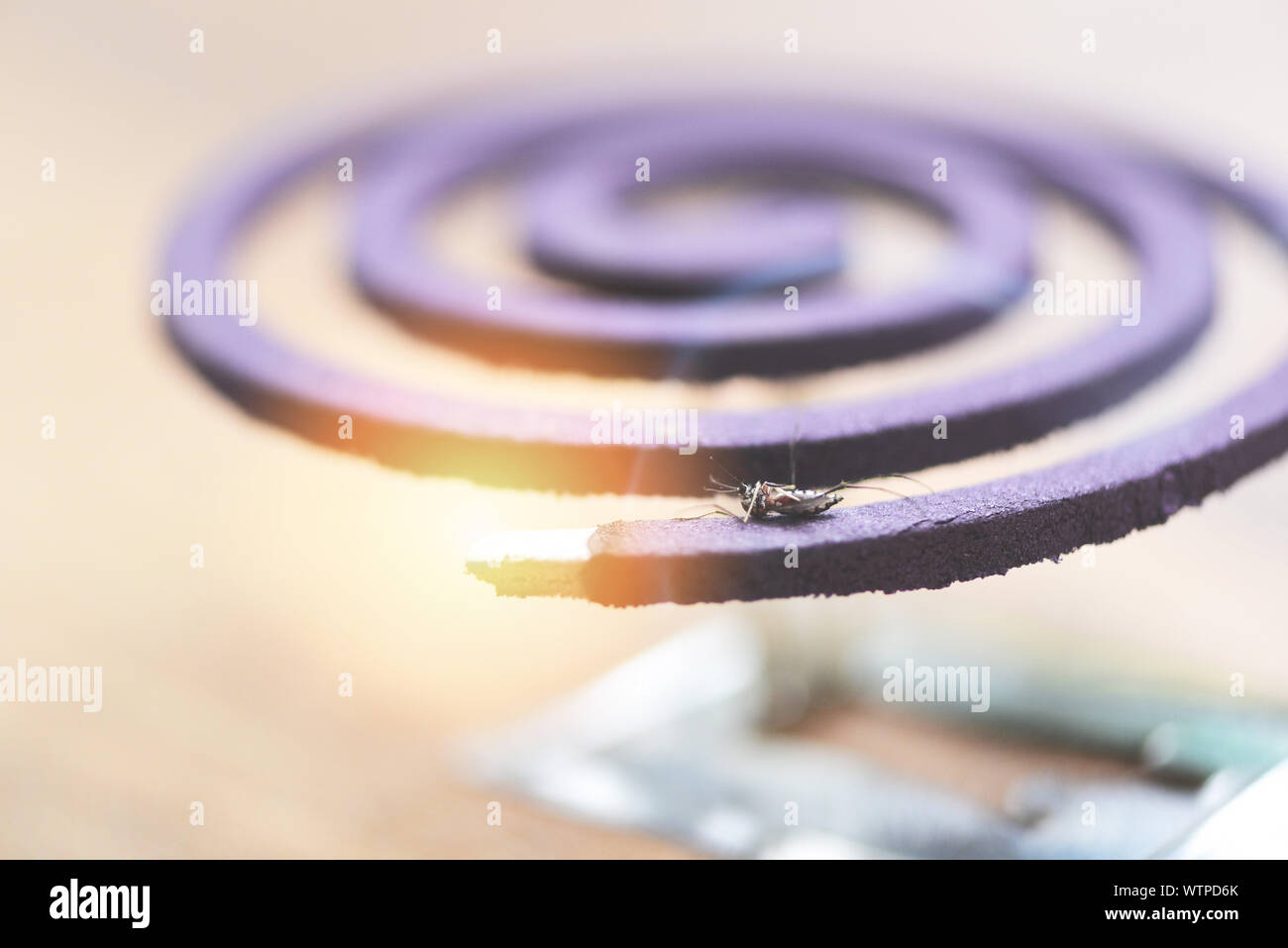 Mosquito repellent concept / Burning mosquito coil is an anti mosquito repellent and dead