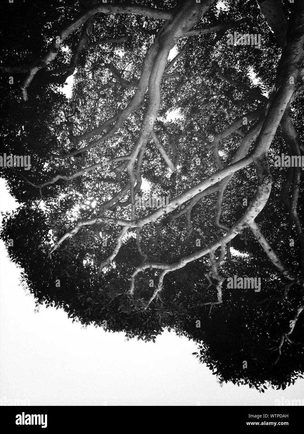 Upside Down Image Of Trees Growing Stock Photo Alamy