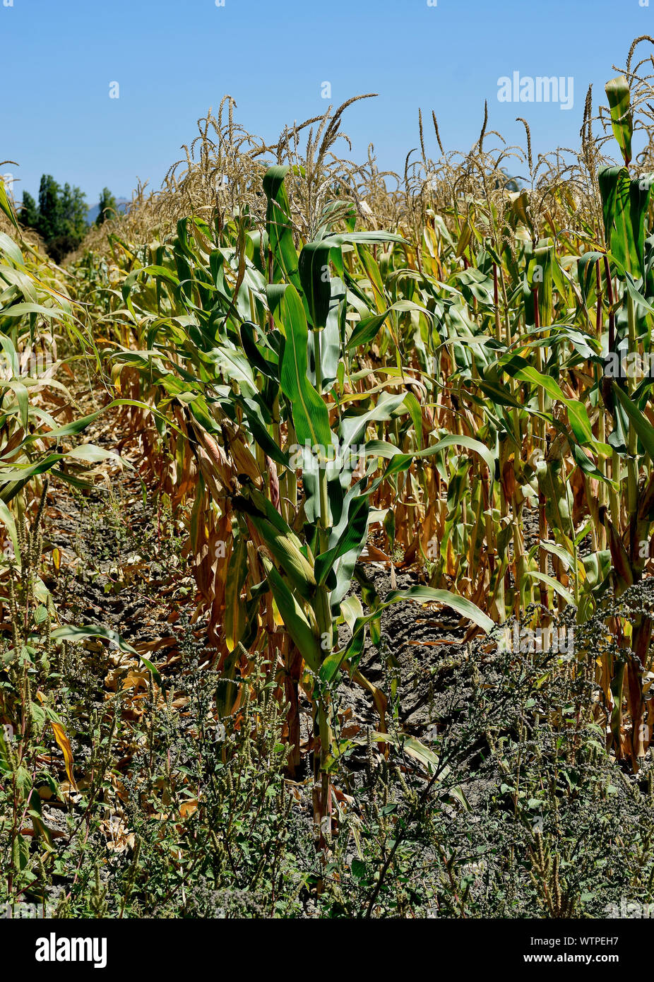 corn field at  Ardenwood Historic Farm, Fremont, California Stock Photo
