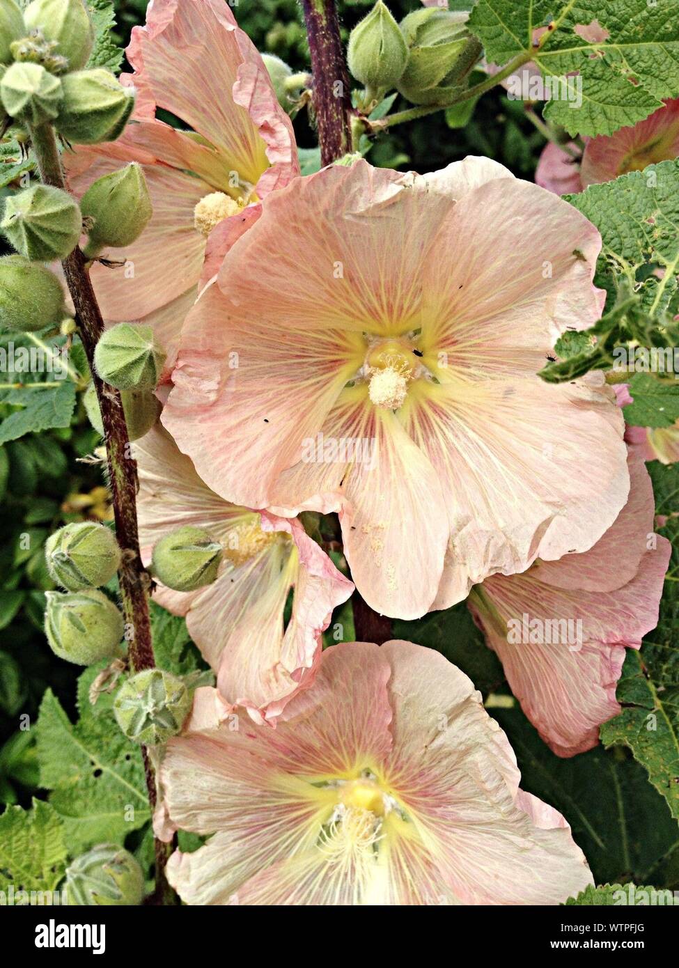 Dead_flowers hires stock photography and images Alamy