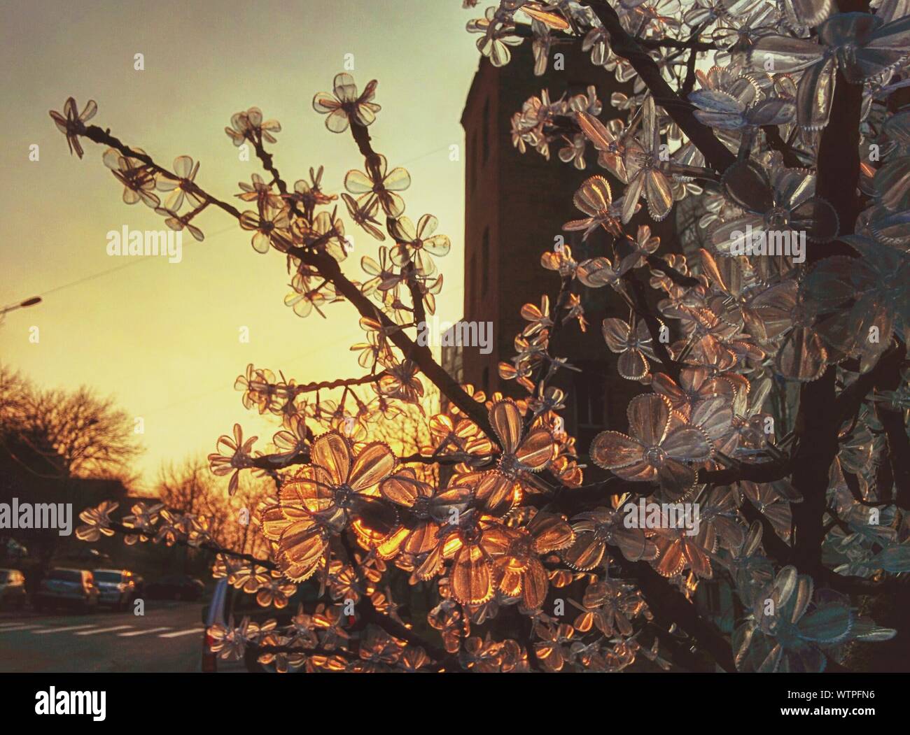 Artificial Plant Outside House During Sunset Stock Photo Alamy