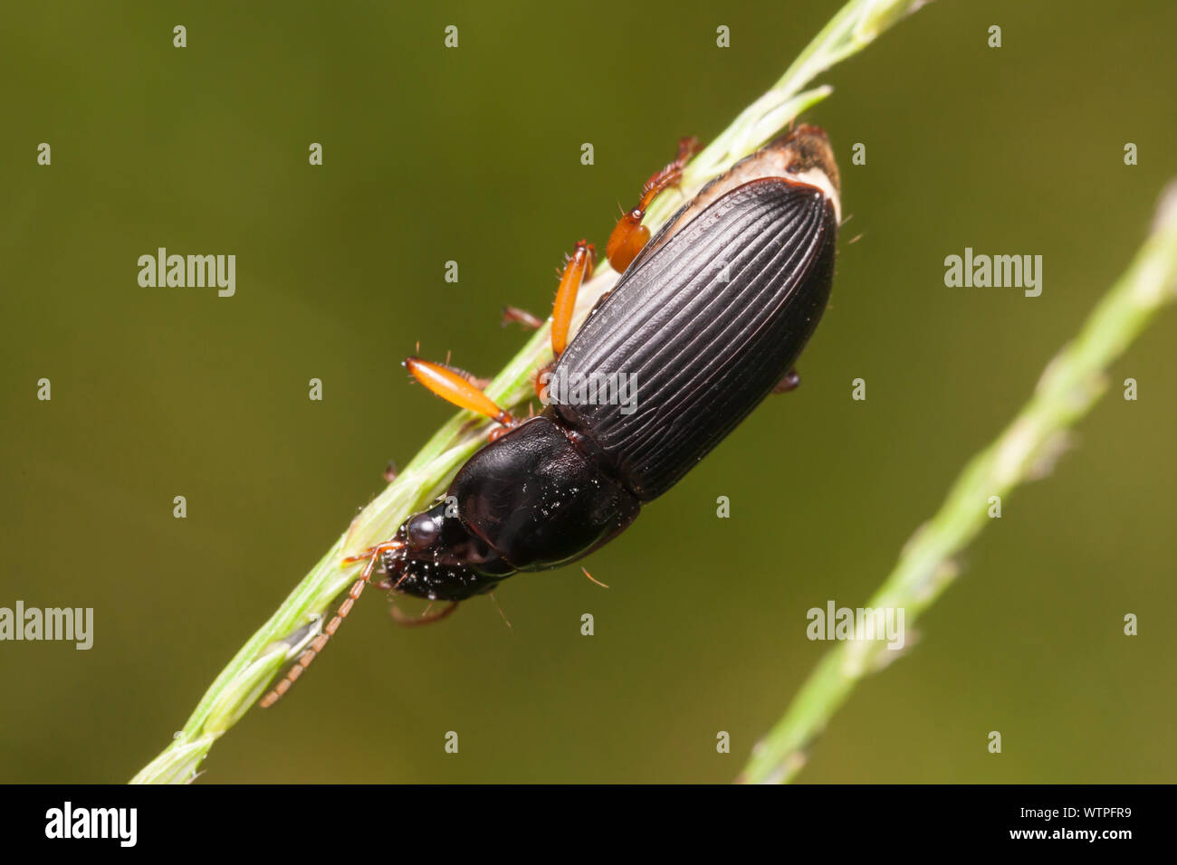 Ground Beetle (Pseudoophonus) Stock Photo