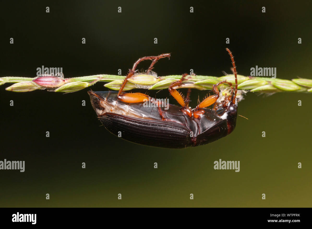 Ground Beetle (Pseudoophonus) Stock Photo