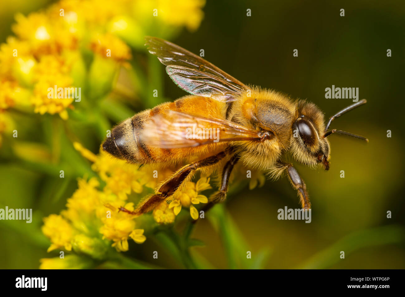 A Western Honey Bee (Apis mellifera) forages for nectar on a Goldenrod flower. Stock Photo