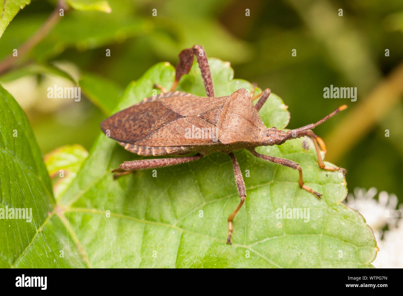 Leaffooted Bug (Acanthocephala terminalis) Stock Photo