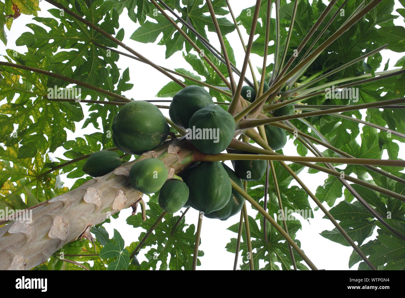 Green papayas Stock Photo