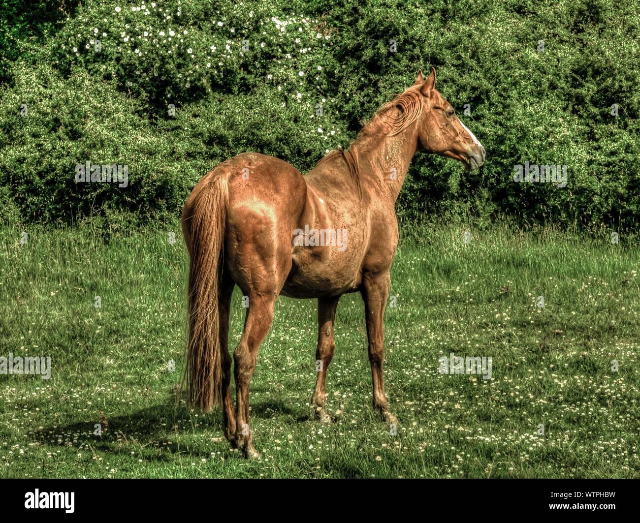 Horse green grass hires stock photography and images Alamy