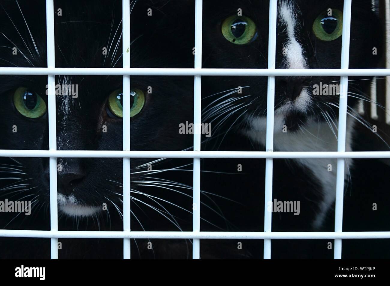Two cats in cage hires stock photography and images Alamy